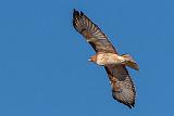 Hawk In Flight_85355BF